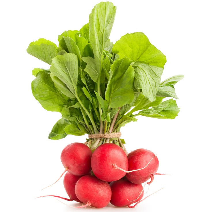 Radieschen